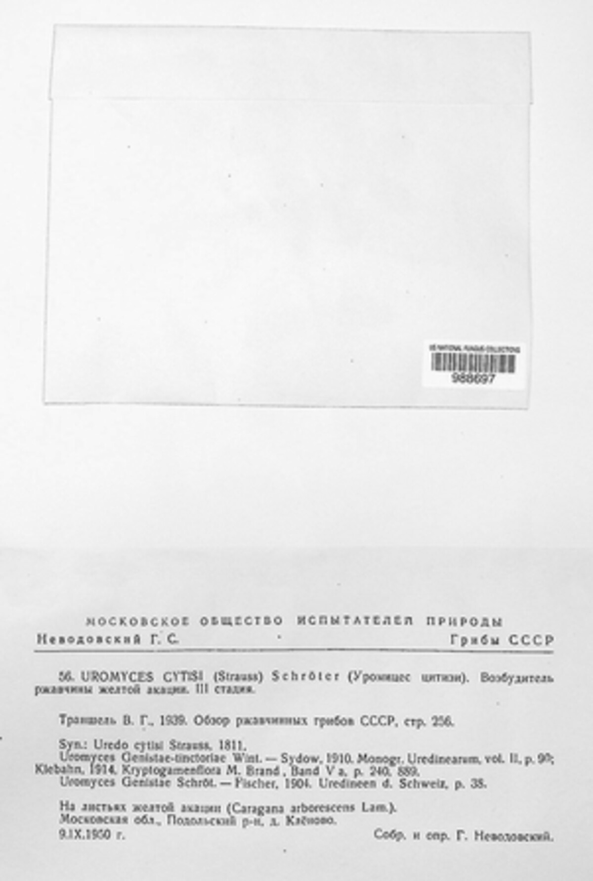 Uromyces cytisi image